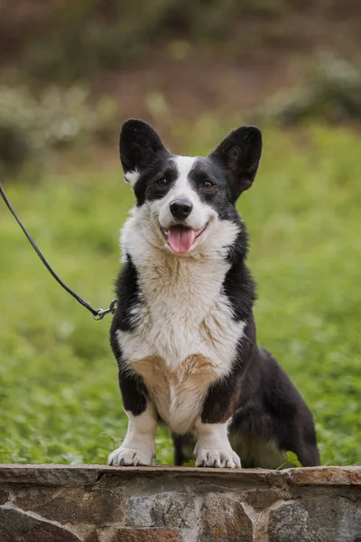Corgi Dog Smiling Looking Camera — Stock Photo, Image