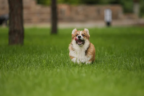 Corgi Σκυλί Χαμογελά Και Κοιτάζοντας Την Κάμερα — Φωτογραφία Αρχείου