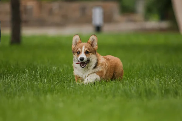 コーギー犬の笑顔とカメラを見て — ストック写真