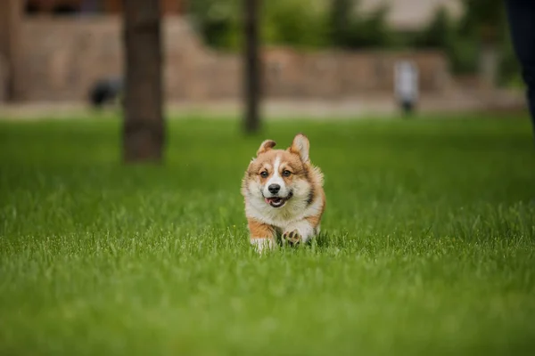 Corgi Hund Lächelt Und Blickt Die Kamera — Stockfoto
