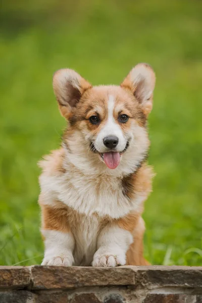 Corgi Dog Smiling Looking Camera — Stock Photo, Image