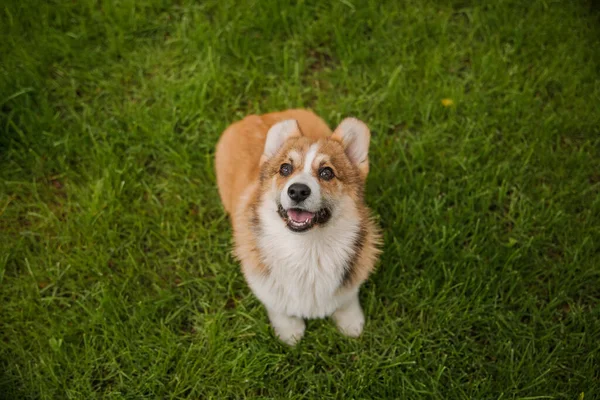 Corgi Pies Uśmiecha Się Patrząc Aparat — Zdjęcie stockowe