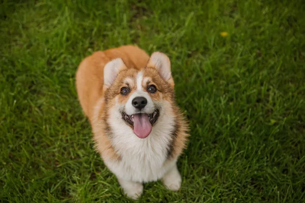 Corgi Cão Sorrindo Olhando Para Câmera — Fotografia de Stock