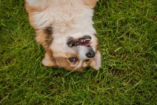 Corgi Σκυλί Χαμογελά Και Κοιτάζοντας Την Κάμερα — Φωτογραφία Αρχείου