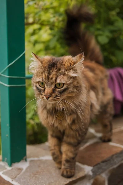 stock image A cat in the grass in front of a house.