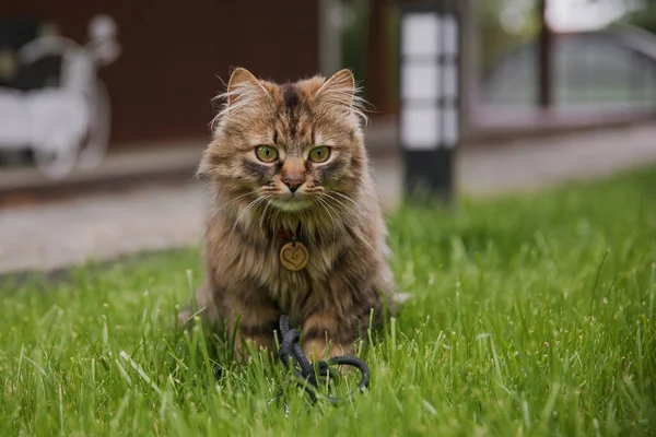 在草场上可爱的绒毛猫 — 图库照片