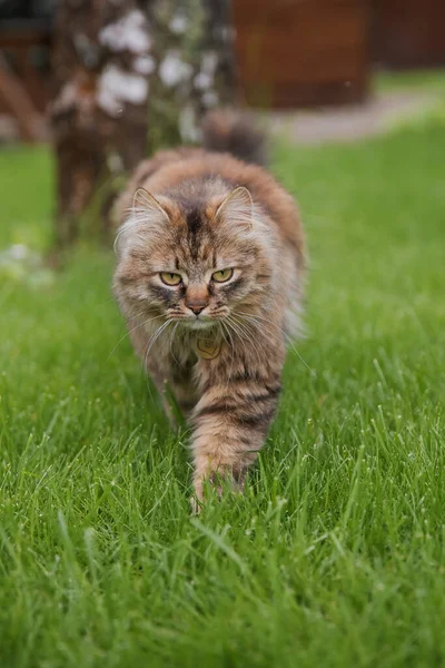 Cute Puszysty Kot Polu Trawy — Zdjęcie stockowe