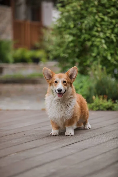 Corgi Cão Sorrindo Olhando Para Câmera — Fotografia de Stock