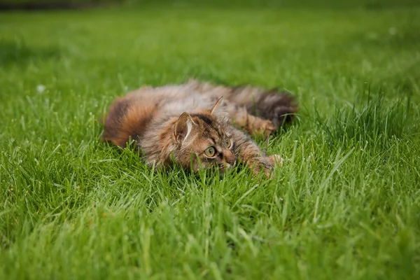 Söt Fluffig Katt Ett Gräsfält — Stockfoto