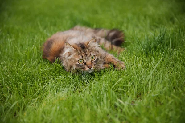 Cute Fluffy Cat Field Grass — Stock Photo, Image