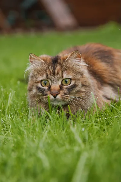 草の中でかわいいふわふわの猫 — ストック写真