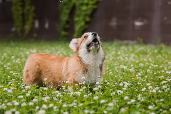 花のフィールドで実行されているコーギー子犬の犬 — ストック写真