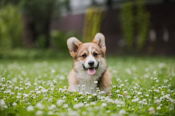 科吉小狗在花丛中奔跑 — 图库照片