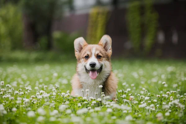 科吉小狗在花丛中奔跑 — 图库照片