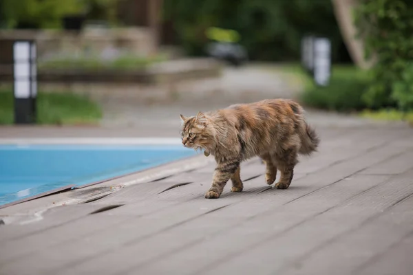 고양이 마리가 영장을 들여다보고 있습니다 — 스톡 사진