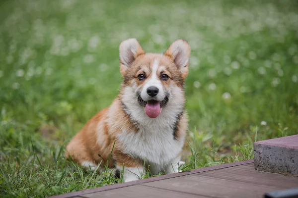 Câine Corgi Care Aleargă Într Câmp Flori — Fotografie, imagine de stoc