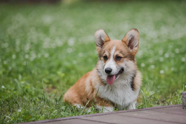 Corgi Puppy Hond Rennend Een Veld Van Bloemen — Stockfoto