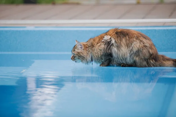 Katt Tittar Bassäng Full Vatten — Stockfoto