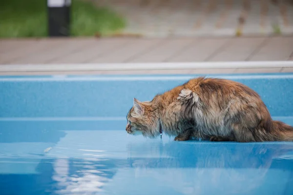 Kočka Dívá Bazénu Plného Vody — Stock fotografie