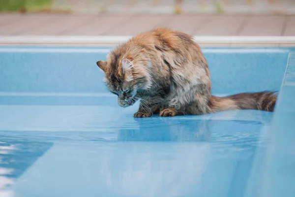 Gato Está Mirando Una Piscina Llena Agua — Foto de Stock