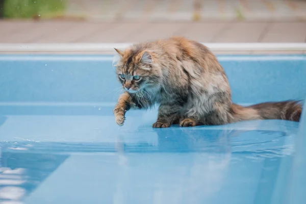 Кіт Дивиться Басейн Наповнений Водою — стокове фото