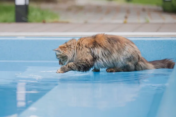 Cat Looking Pool Full Water — Stock Photo, Image