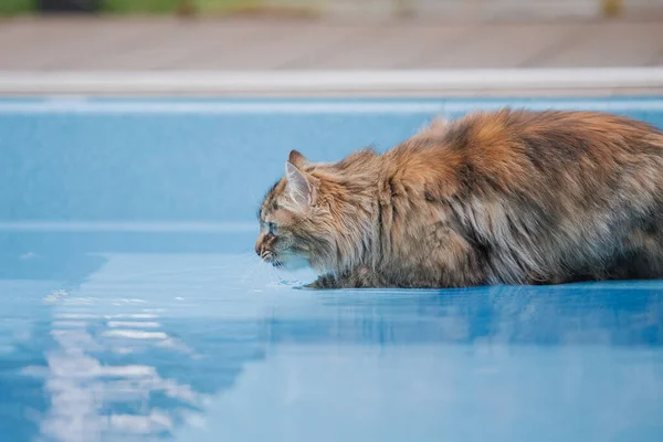 Kočka Dívá Bazénu Plného Vody — Stock fotografie