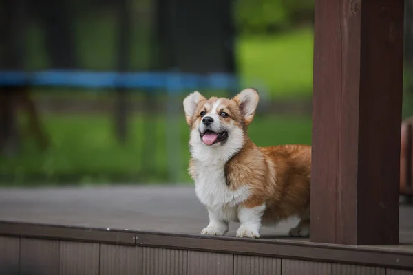 Corgi Puppy Een Dek Met Zijn Tong Uit Hangend — Stockfoto