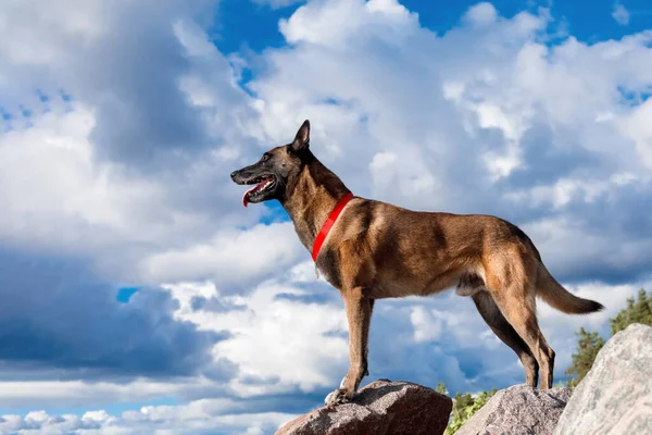 Kırmızı Yakalı Malinois Köpeği Büyük Bir Kayanın Üzerinde Duruyor — Stok fotoğraf