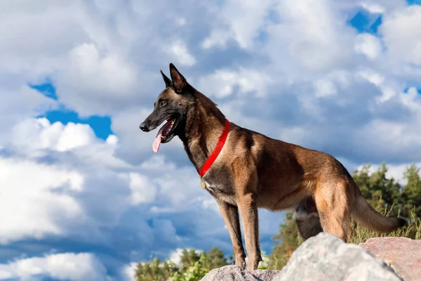 Anjing Malinois Dengan Kerah Merah Berdiri Atas Batu Besar — Stok Foto