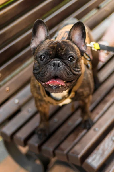 Bulldog Francés Marrón Con Arnés Amarillo Está Pie Una Pasarela — Foto de Stock