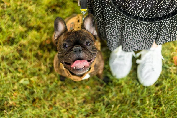 Bulldog Francés Marrón Con Arnés Amarillo Está Pie Una Pasarela —  Fotos de Stock