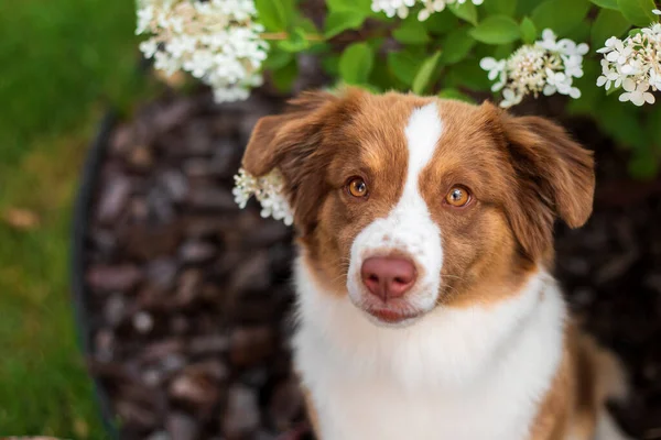 犬は花と葉を持つ庭に座っています — ストック写真