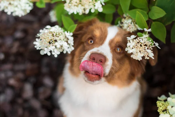 Собака Сидит Саду Цветами Листьями — стоковое фото