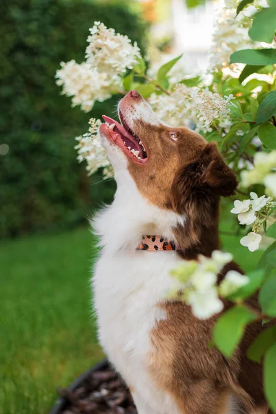 犬は花と葉を持つ庭に座っています — ストック写真