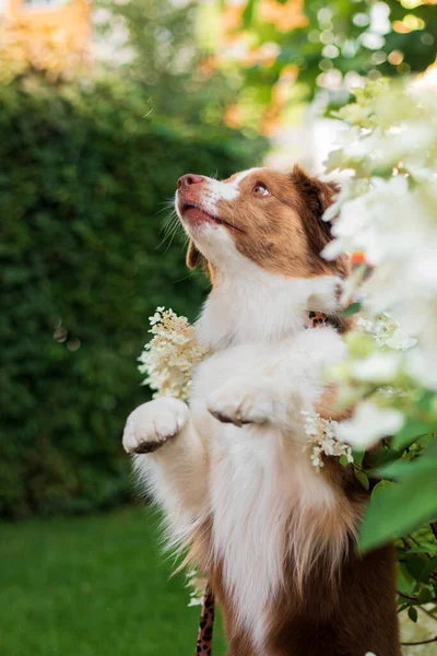 Cão Senta Jardim Com Flores Folhas — Fotografia de Stock