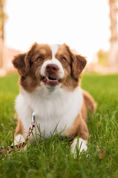 หมาเชพเพ ดอเมร นขนาดเล กบนหญ าในสวนสาธารณะ — ภาพถ่ายสต็อก