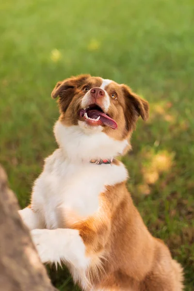Miniatyr Amerikanska Shepherd Hund Gräset Parken — Stockfoto