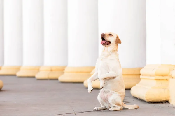Собака Стоящая Задних Лапах Перед Рядом Белых Колонн — стоковое фото