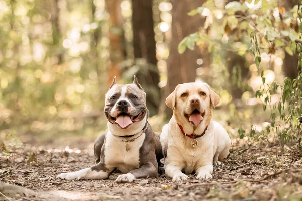 Bedårande Fransk Bulldog Ett Färgstarkt Fält Tulpaner Med Livfulla Nyanser — Stockfoto