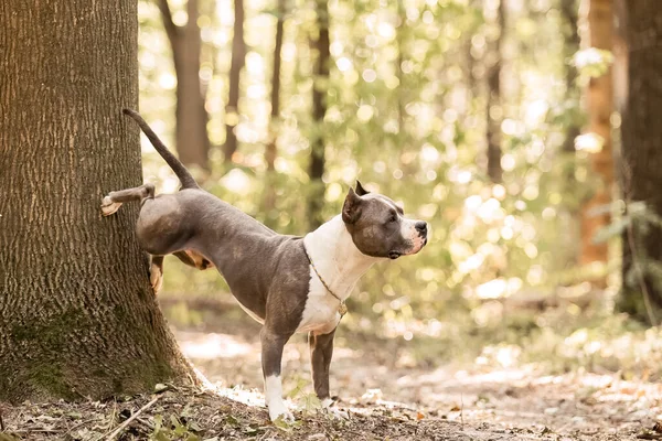 A dog with a tag on its collar sits in a forest.