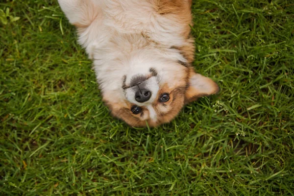 Corgi Dog Smiling Looking Camera Stock Picture