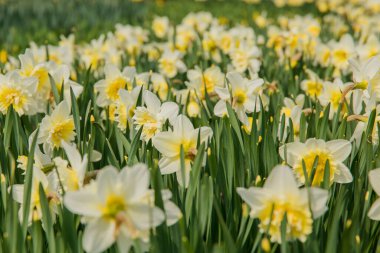 Sarı nergis tarlası ya da yeşil yapraklı narsist çiçekleri. Bahar ve yenilenmenin sembolü..