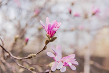 Önplanda pembe çiçekli yeşil arka planlı Magnolia ağacı dalı.