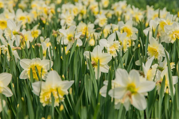 Campo Narcisos Amarillos Flores Narcisas Plena Floración Con Hojas Verdes —  Fotos de Stock