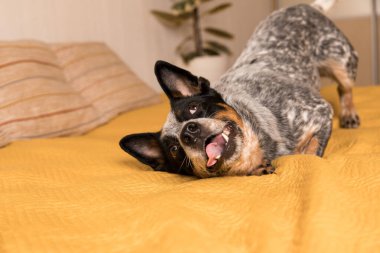 Sarı battaniyeli bir yatağa uzanmış mavi bir düve köpeği. Köpekle hayat. Evcil hayvan dostu ev