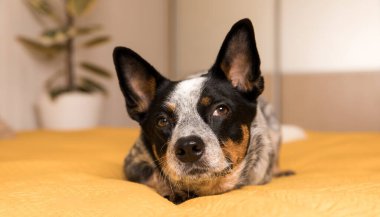 Sarı battaniyeli bir yatağa uzanmış mavi bir düve köpeği. Köpekle hayat. Evcil hayvan dostu ev