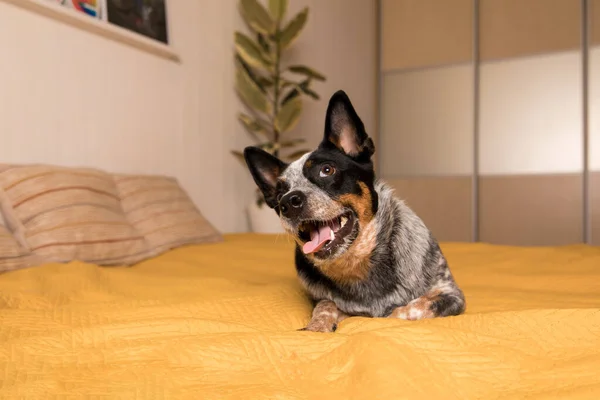 Cão Salto Azul Que Põe Uma Cama Com Cobertor Amarelo — Fotografia de Stock