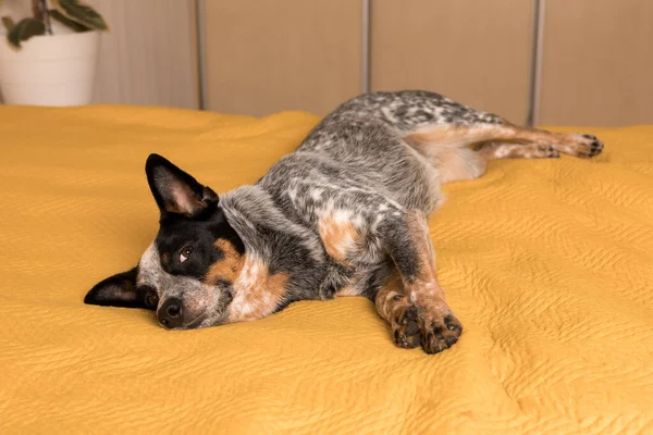 Blue Heeler Anjing Berbaring Tempat Tidur Dengan Selimut Kuning Hidup — Stok Foto