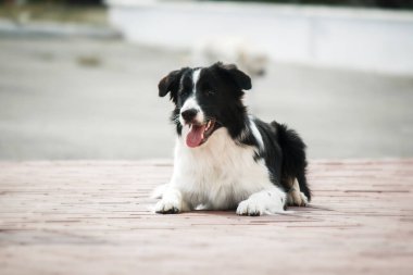 Collie 'nin köpeği şehir parkında yürüyor. Köpek eğlencesi. Sevimli hayvan. Köpek numaraları. Akıllı evcil köpek cinsi
